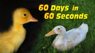 Duckling to Duck in 60 Seconds [upl. by Henghold]