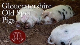 Why We Raise Gloucestershire Old Spot Pigs [upl. by Henry]