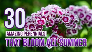 30 Amazing Perennials That Bloom All Summer [upl. by Yraeg]