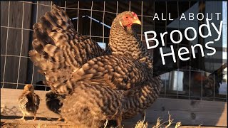 Everything You Need To Know About Broody Hens [upl. by Seth]