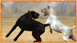 Cane Corso VS Dogo Argentino [upl. by Mines960]