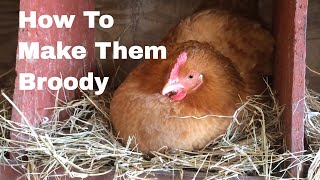 How to Make Hens Broody [upl. by Jen]