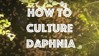 How To Culture Daphnia Magna [upl. by Bowie]