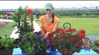 Tips on 3 Types of Direct Sunlight Garden Flowers [upl. by Alonso]