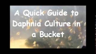 How to culture daphnia outside [upl. by Emaj]