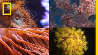 Coral Reefs 101  National Geographic [upl. by Suoicerp13]