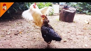 Chicken Pecking Order  Chicken Hierarchy  Chicken Sound and Behavior [upl. by Burford279]