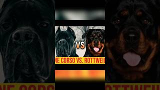 Cane corso vs rottweiler [upl. by Lubow352]