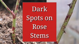 Dark Spots on Rose Stems [upl. by Ittam]