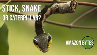 Stick Snake or caterpillar [upl. by Sucramej]