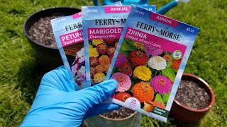 Planting Annual Flower Seeds in Containers  Marigolds Petunias and Zinnias [upl. by Colp]