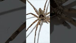 Huntsman Spider in Spider World [upl. by English]