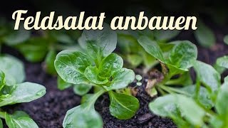 Feldsalat im Frühbeet anbauen 🍃 Salat für den Winter pflanzen [upl. by Ydnem137]