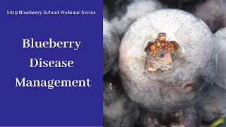 Blueberry Disease Management [upl. by Greene46]