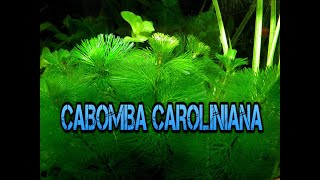 Cabomba Caroliniana [upl. by Noraa]