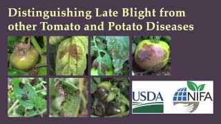 Distinguishing Late Blight from Other Tomato and Potato Diseases [upl. by Antsirhc]