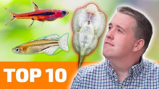 Top 10 Nano Fish for Freshwater Aquariums [upl. by Ytisahcal]