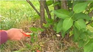 Gardening  How to Prune Lilacs [upl. by Marela]