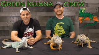 The fascinating Green Iguana [upl. by Bella26]