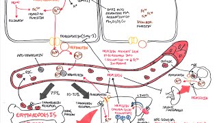 Iron Physiology [upl. by Mozes]