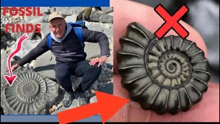 Lyme Regis Fossils Finds [upl. by Alliuqa468]