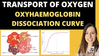 Alevel Biology Structure of HAEMOGLOBIN and Oxyhaemoglobin dissociation curves [upl. by Tannenbaum207]