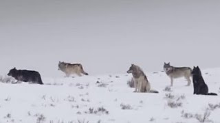 These Wolves Are Hungry for Elk  BBC Earth [upl. by Aihsik]