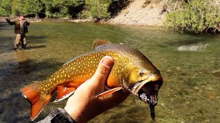 MAGNIFIQUES TRUITES dans les EAUX LIMPIDES du CANADA   Cyril Chauquet [upl. by Xylia723]