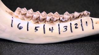 Whitetailed Deer Jawbone Aging Part 1  Tooth Replacement [upl. by Otanod]