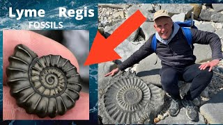 Lyme Regis Fossil Hunting [upl. by Esiom]