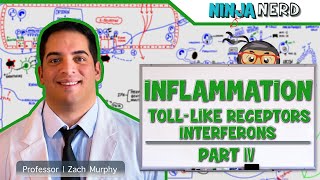 Immunology  Inflammation Toll Like Receptors and Interferons Part 4 [upl. by Wheelwright222]