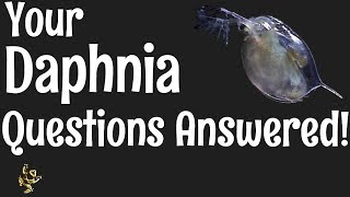 Daphnia Questions Answered [upl. by Artemus]