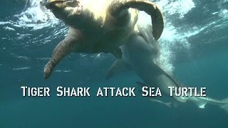 TIGER shark ATTACKS sea turtle  SHARKS [upl. by Collin357]