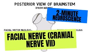 2Minute Neuroscience Facial Nerve Cranial Nerve VII [upl. by Lonni]