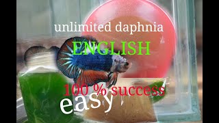 daphnia moina culture Easy way Unlimited production English  with sub Green water Chlorella [upl. by Dorsy329]