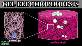 Gel Electrophoresis  Principle Of Electrophoresis [upl. by Nilauqcaj660]