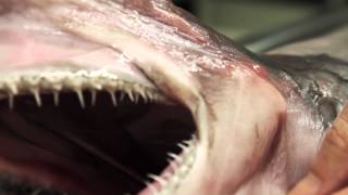 Goblin Shark [upl. by Ralyt]