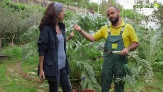 La scarducciatura dei carciofi  Bonduelle TV  A spasso nellorto [upl. by Gersham195]