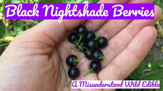 Black Nightshade Berries A Misunderstood Wild Edible [upl. by Aihsined]