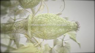 ADEPIDYN™  control on Botrytis cinerea [upl. by Kado]