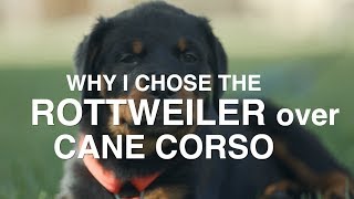 WHY I CHOSE ROTTWEILER OVER CANE CORSO [upl. by Sumedocin919]