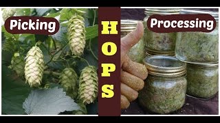 Hops How to harvest process and store hops [upl. by Anelam]