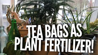 How to Fertilize your Plants with Tea Bags [upl. by Zechariah]