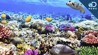 What Are Coral Reefs And Whats Their Purpose [upl. by Bega]