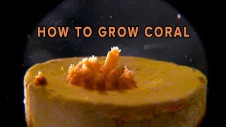 How To Grow Coral [upl. by Wilma]