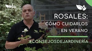 Rosales Cómo cuidarlos en verano [upl. by Eynenihc]