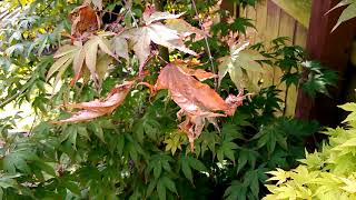 Japanese Maple  Disease problem part 1 [upl. by Leelahk]