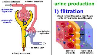 The Urinary System [upl. by Fogel]