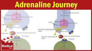 Pharmacology ANS 11 Adrenaline Synthesis and Degradation  Dopamine amp Noradrenaline Synthesis [upl. by Hui]