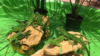 Baby Iguana Mini Pool Pond Catching Hatchling Iguanas In Florida [upl. by Massimo783]